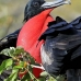 frigatebird_magnificent_nsey_v_0207_ecu0409.jpg